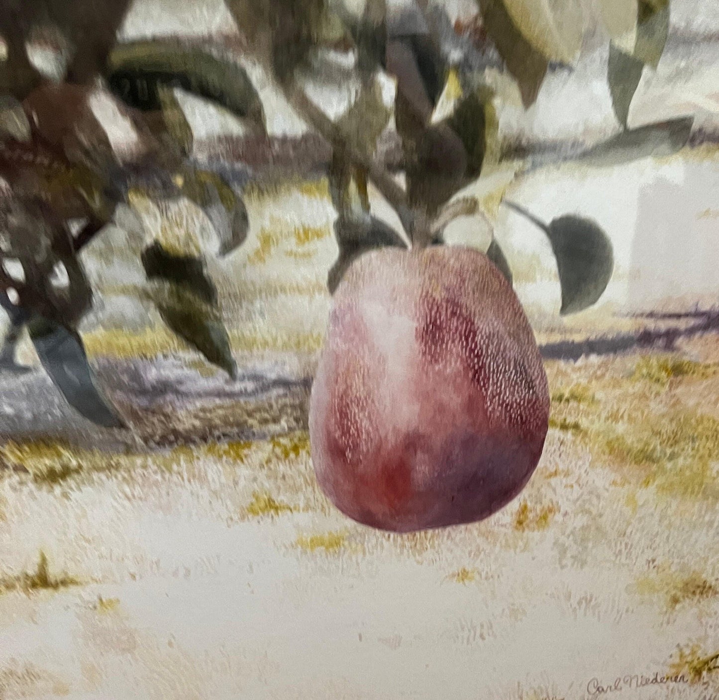 Red Pear Watercolor Painting - Framed Botanical Wall Art