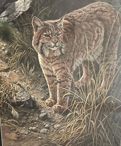 Bobcat Wildlife Print: Sundown Alert by John Seerey Lester (Framed)