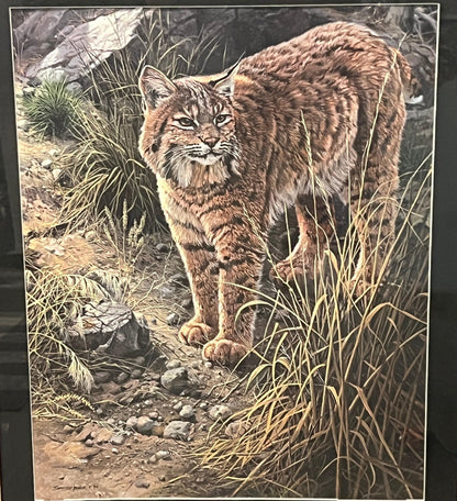 Bobcat Wildlife Print: Sundown Alert by John Seerey Lester (Framed)
