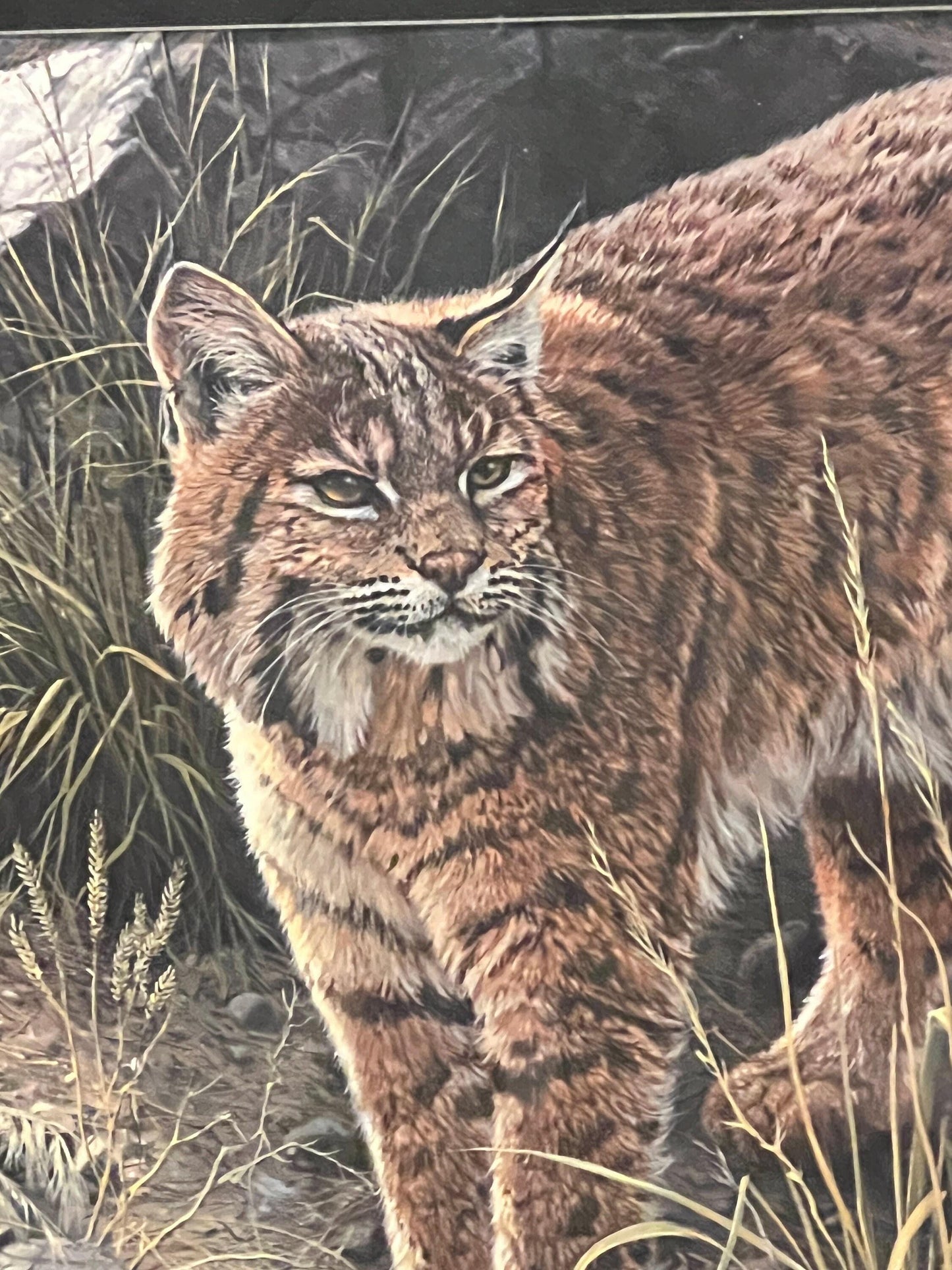 Bobcat Wildlife Print: Sundown Alert by John Seerey Lester (Framed)