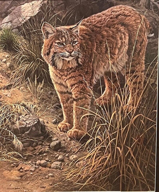 Bobcat Wildlife Print: Sundown Alert by John Seerey Lester (Framed)