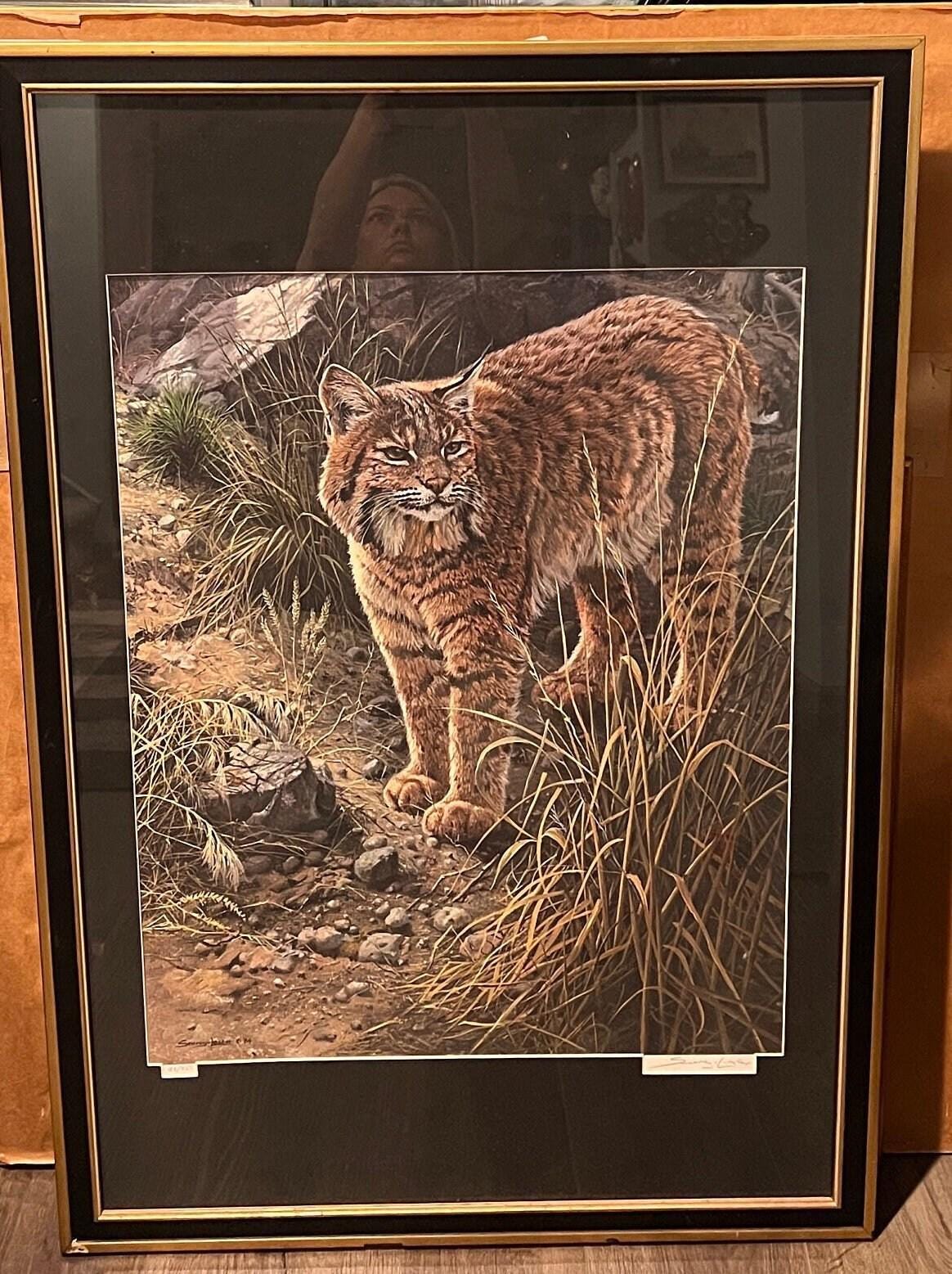 Bobcat Wildlife Print: Sundown Alert by John Seerey Lester (Framed)