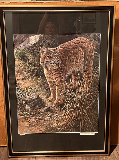 Bobcat Wildlife Print: Sundown Alert by John Seerey Lester (Framed)
